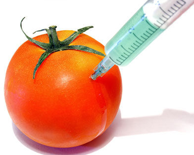 gmo-mato