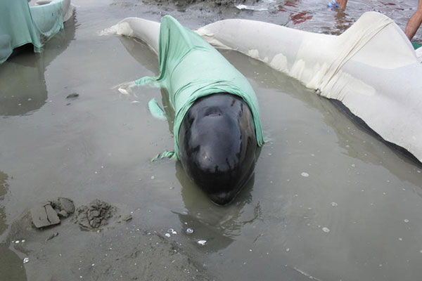 Click to enlarge Stranded Whales