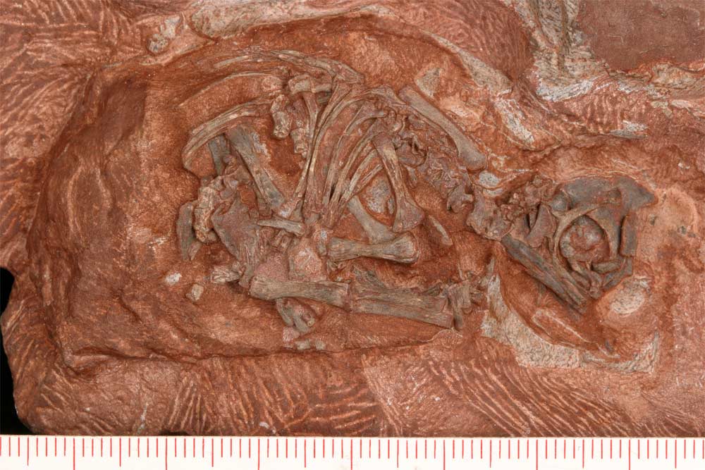 Dino Embryo