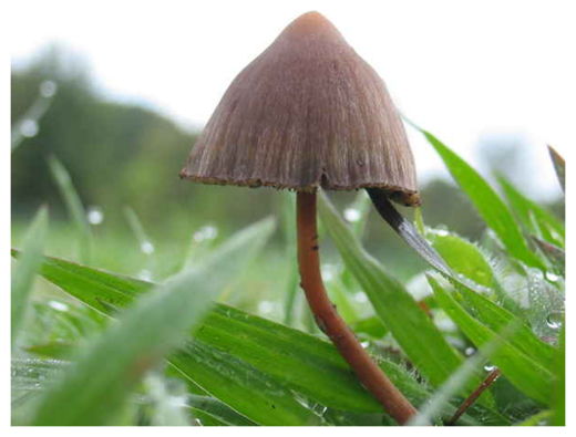 Mushroom
