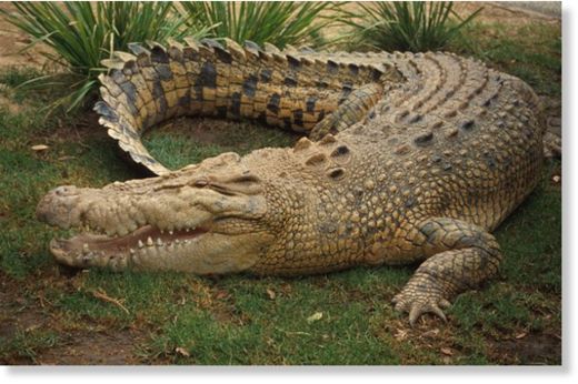 crocodile