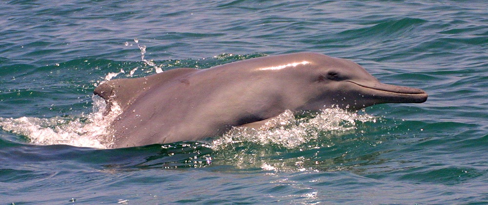 Humpback Dolphin