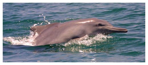 Humpback Dolphin