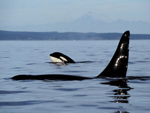 Southern Resident orcas. 