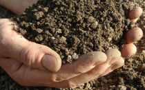 soil