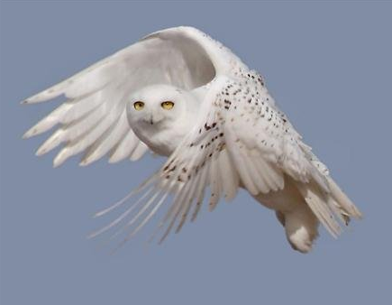 snowy white owl