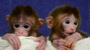 Roku and Hex-chimera monkeys