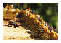 Click to enlarge Bee