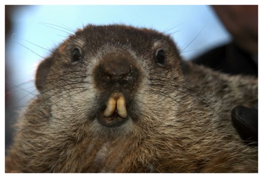 Click to enlarge Punxsutawney Phil