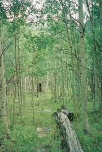 Northern forest no longer trap carbon
