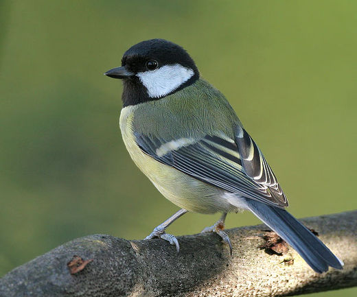 Click to enlarge bird