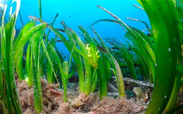 Sea grass