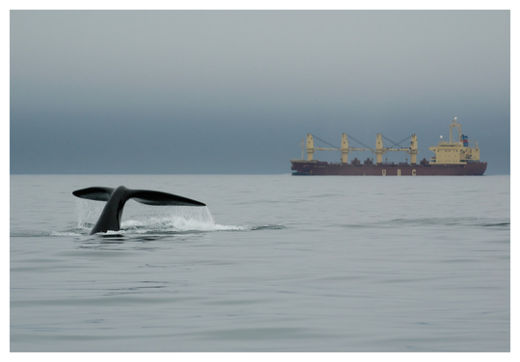 Whale