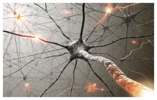 Neurons