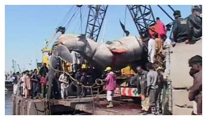 Dead Whale Shark