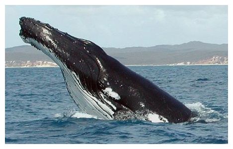 Click to enlarge Humpback Whale
