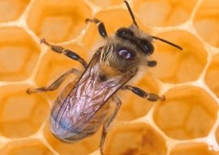 Click to enlarge bee