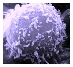 Cell