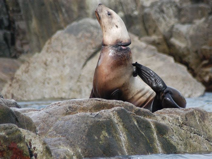 Sea Lion