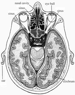 Click to enlarge interior of head
