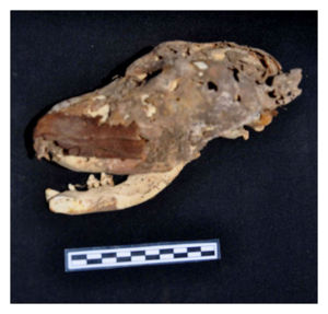 Click to enlarge Mummified Dog