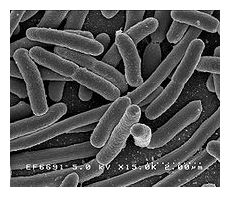 Bacteria