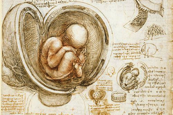 davinci fetus