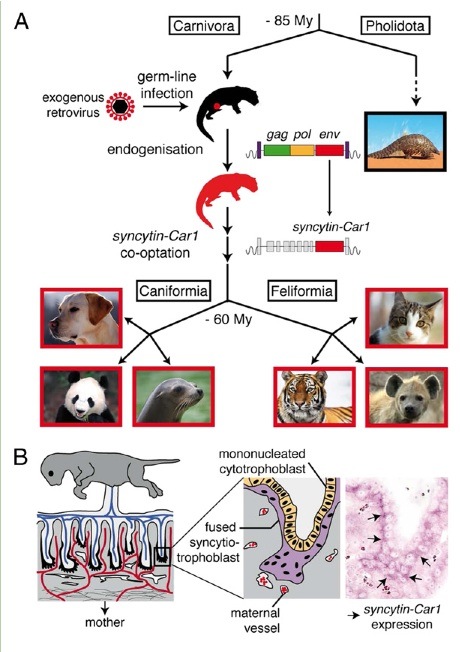 carnivore virus