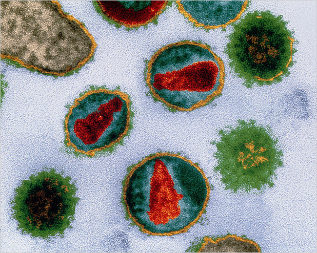 Fossil viruses