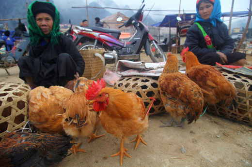 Women selling chickens