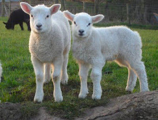 Baby Lambs