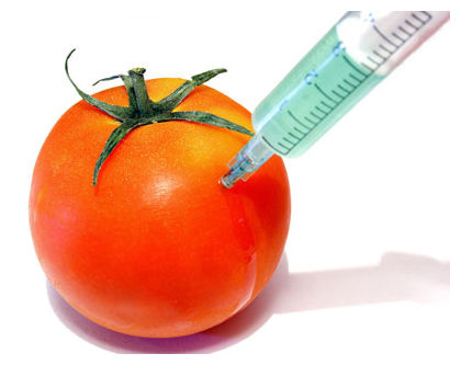 GMO 