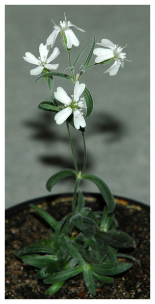 Resurrected Plant