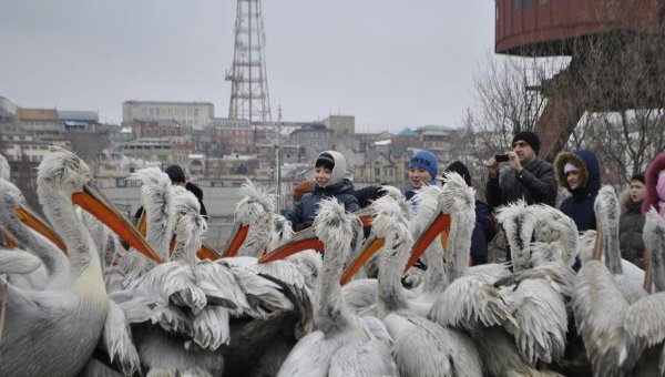 Pelicans