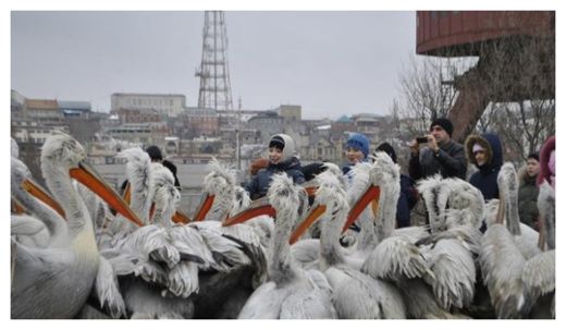 Pelicans