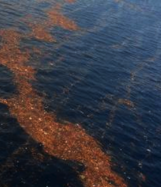 Click to enlarge tsunami debris field 2