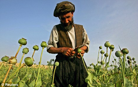 Afghan Herion farmer