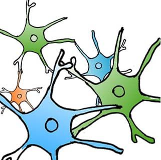 Neuron