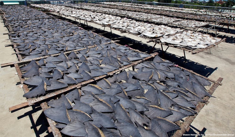 Shark Fins