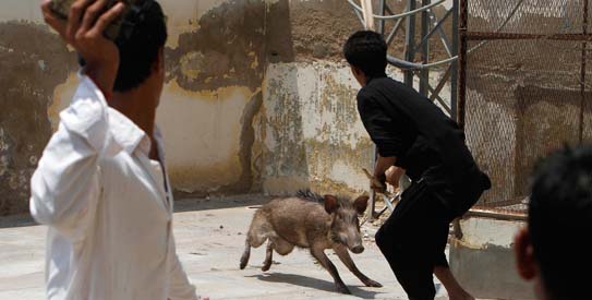 Click to enlarge Wild Boars