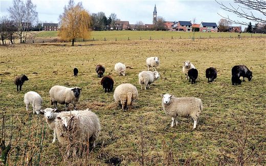 Click to enlarge lamb virus