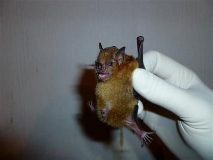 bat flu