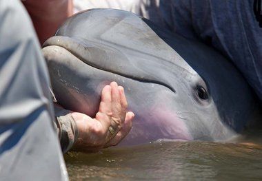 Click to enlarge female dolphin