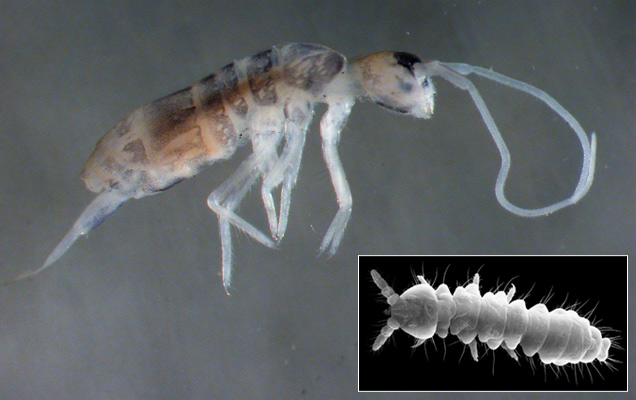 Springtail