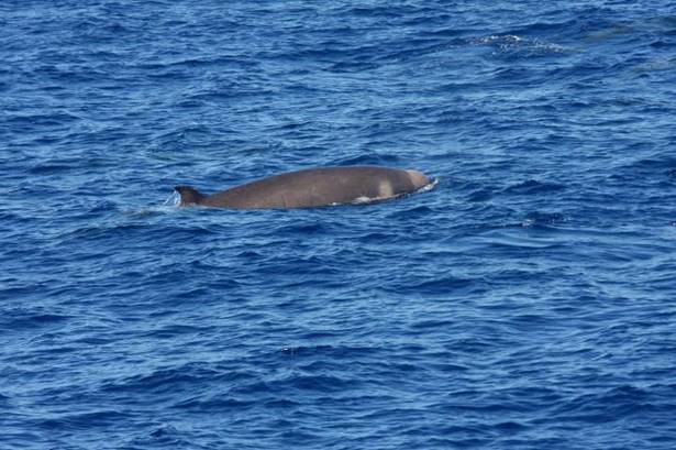 Click to enlarge Shepherd's beaked whale_1