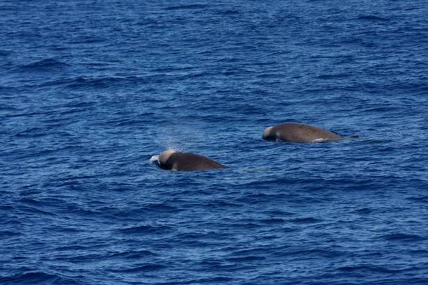 Click to enlarge Shepherd's beaked whale_2