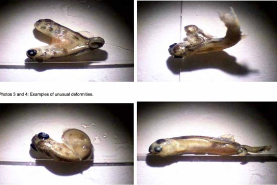 Click to enlarge Mutated Fish