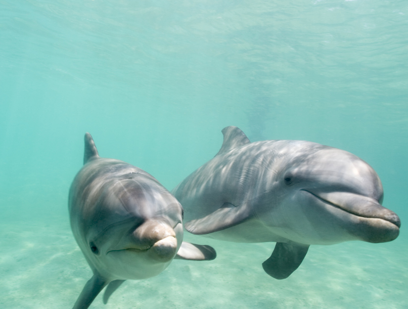 Bottlenose Dolphins