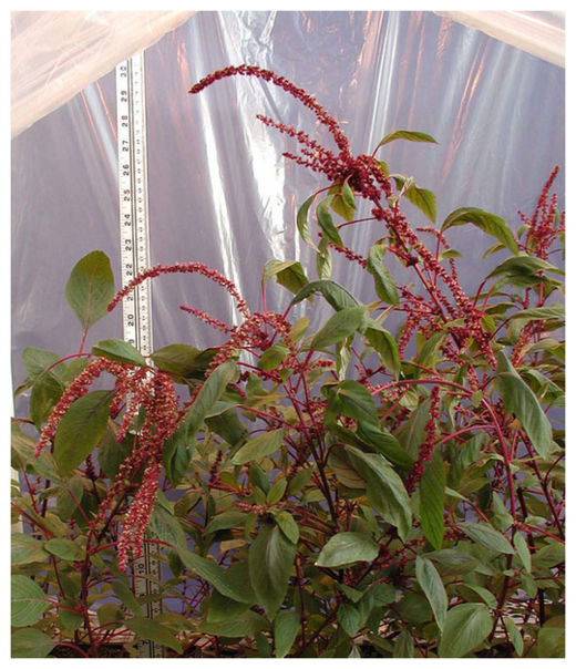 Click to enlarge Amaranth