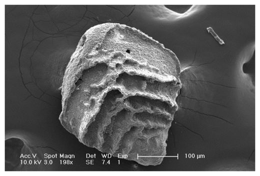 single-celled organism